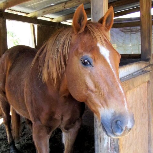 Equestrabed Horse Stable Bedding